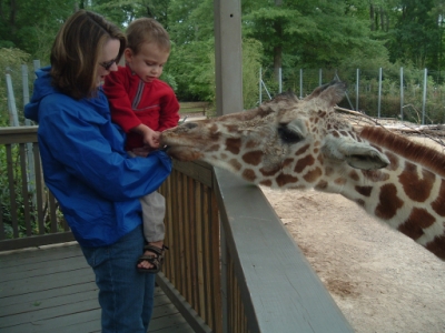 Feeding a giraffe at the zoo
